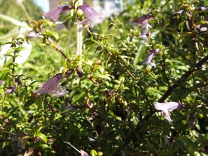 prostanthera-walteri-2