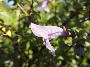 prostanthera-walteri-kenneggy