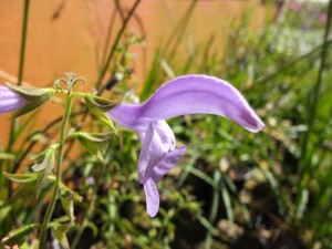 salvia-patens-pale-blue-kenneggy