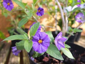 solanum-rantonnetii-kenneggy