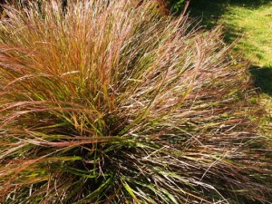 stipa-arundinacea-kenneggy