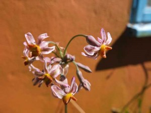 tulbaghia-hazel-kenneggy