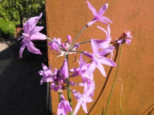 tulbaghia-john-may-special