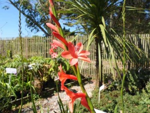 watsonia-hybrid-kenneggy