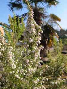 erica-veitchii-exeter-kenneggy