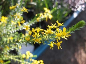 euryops-virgineus-kenneggy