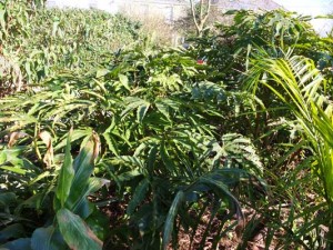 fatsia-polycarpa-3-kenneggy