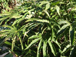 fatsia-polycarpa-kenneggy