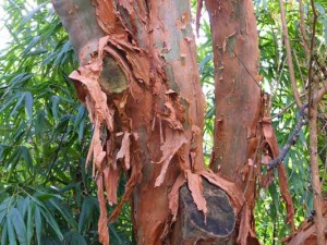 fuchsia-excorticata-bark-kenneggy