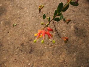 grevillea-alpina-kenneggy-2