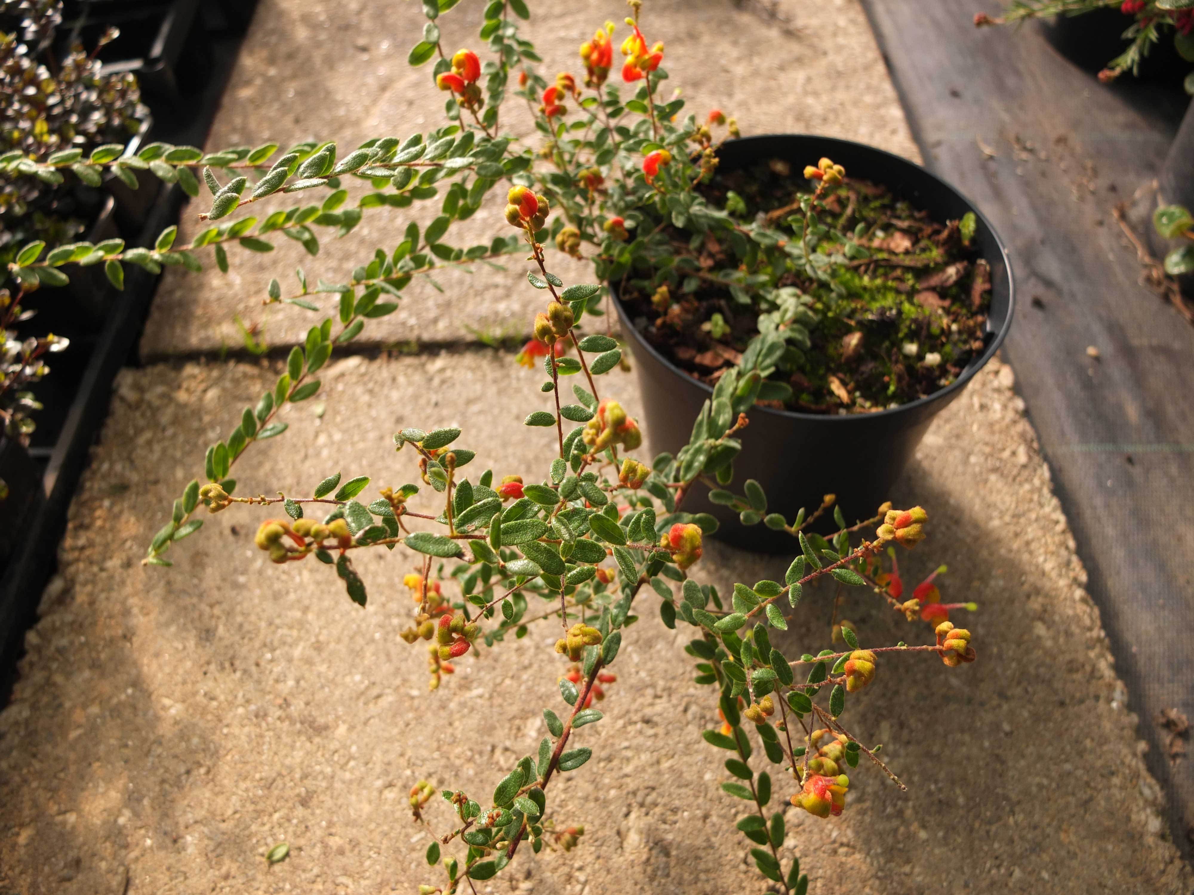 grevillea-alpina-kenneggy