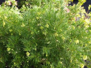 grevillea-jean-o'neill-kenneggy