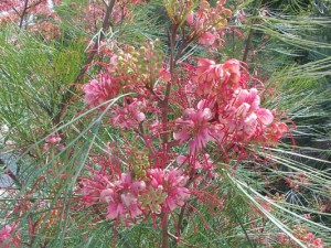 grevillea-johnsonii-kenneggy